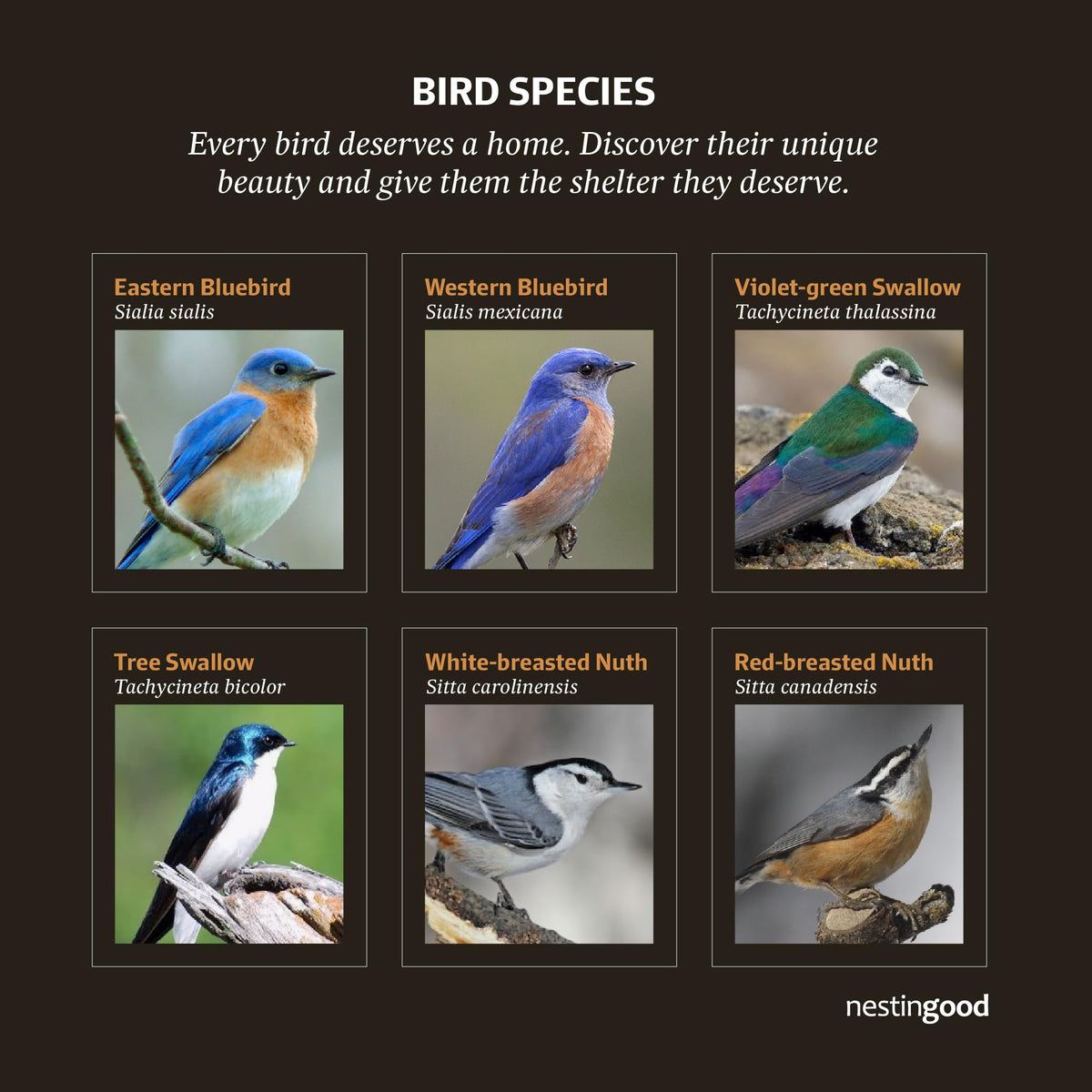 Nestingood predator guard protects nesting birds while observing safely.