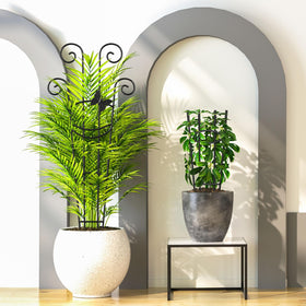 Netuaoo garden setup with trellis adds vertical interest and airflow.