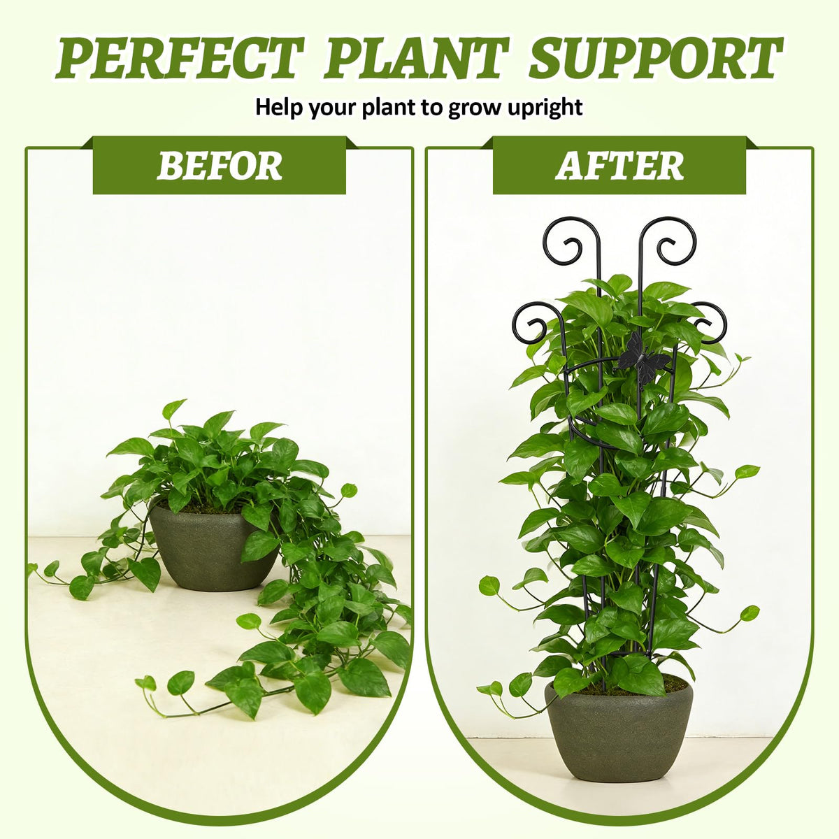 Netuaoo ivy and pothos climbing with strong support on a trellis.
