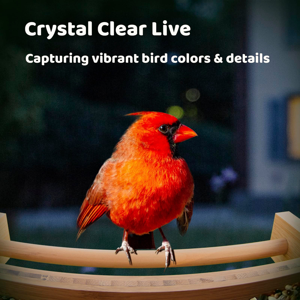 NETVUE Bamboo Bird Feeder 2K camera captures vivid birds at dawn and dusk.