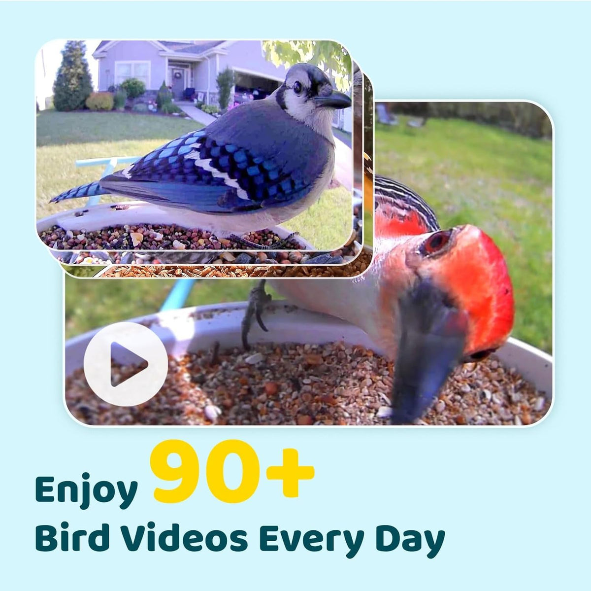 NETVUE Birdfy 1080p color night vision captures night-time feather visitors clearly.