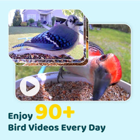 NETVUE Birdfy 1080p color night vision captures night-time feather visitors clearly.