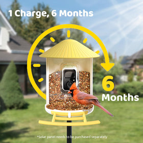 NETVUE Birdfy live birdwatching app streams visitors to your device.