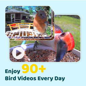NETVUE Birdfy night vision captures dim evening visitors with 1080p clarity.