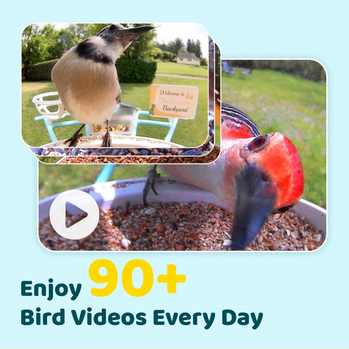 NETVUE Birdfy Pro live stream lets you watch visitors remotely