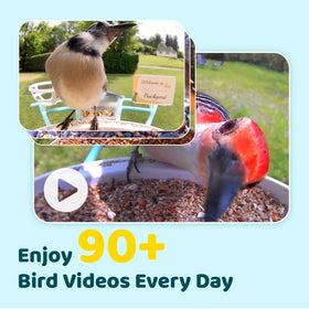 NETVUE Birdfy Pro live stream lets you watch visitors remotely