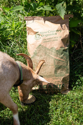 New Country Organics Goat Feed goats eating, highlighting balanced nutrition for daily needs.