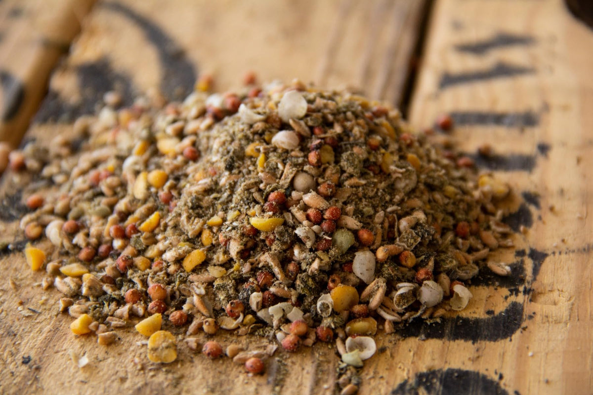 New Country Organics chick development closeup shows balanced protein for growing birds.