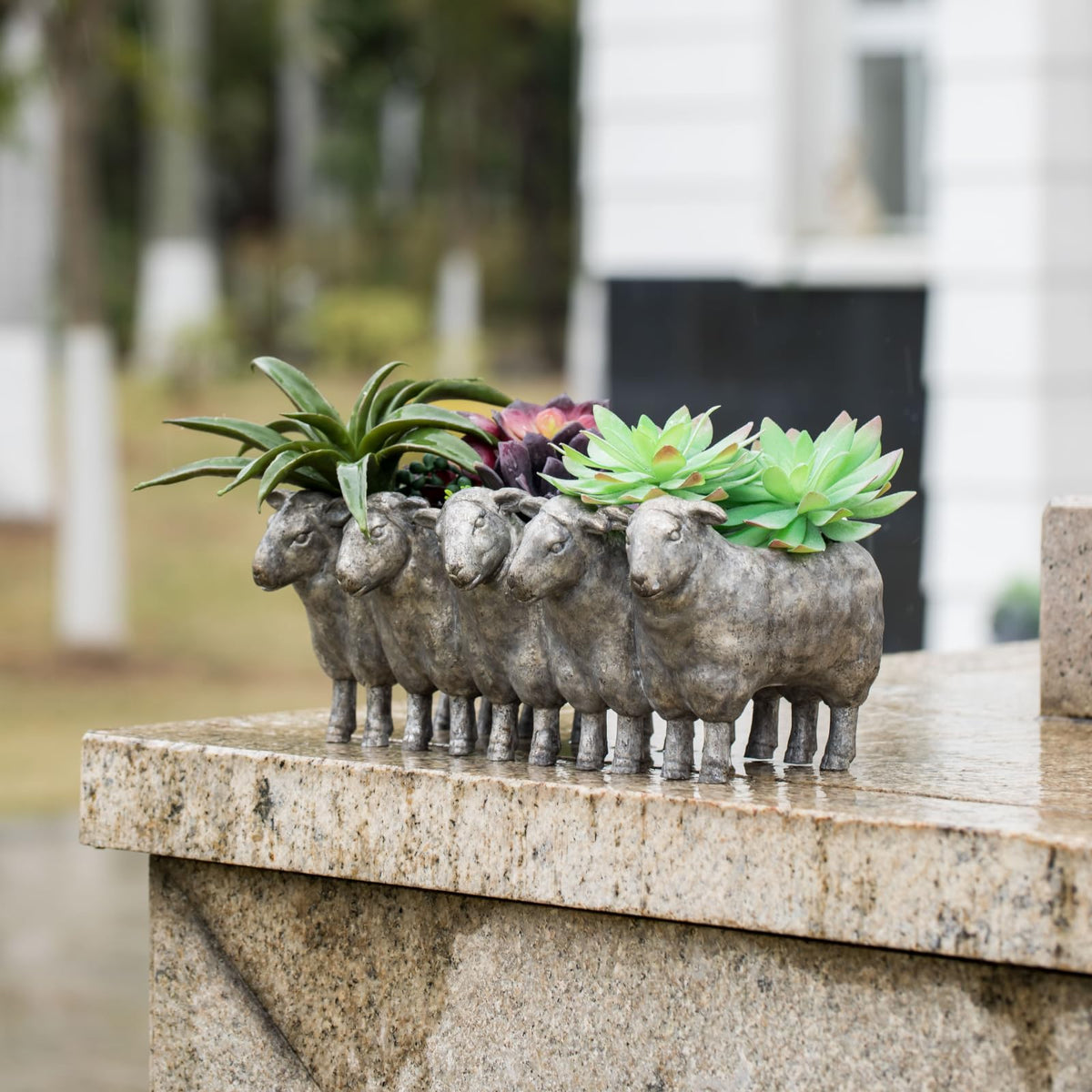 Newman House Studio Resin Sheep Planter with succulents on display