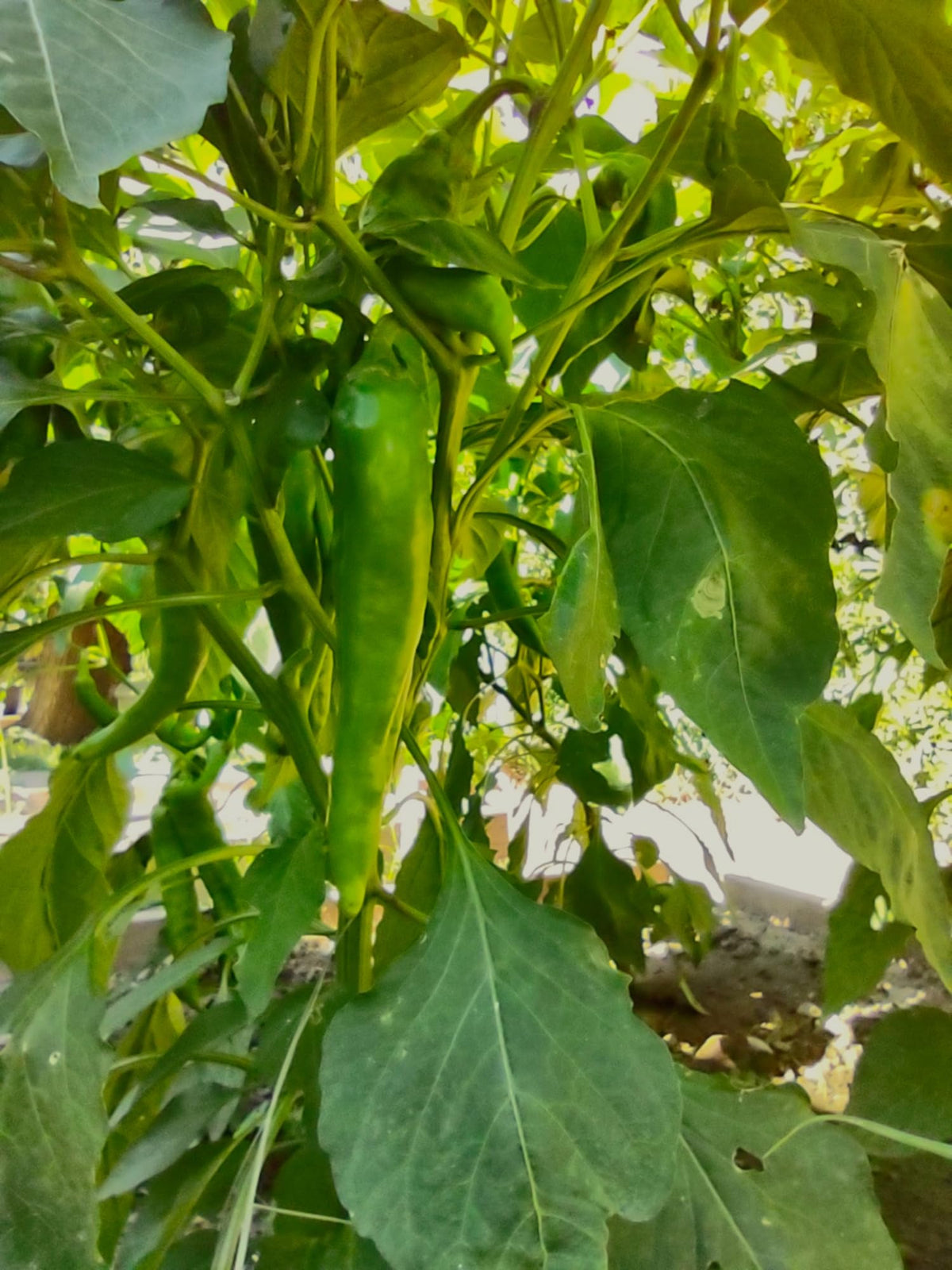 NewMexicoSeed peppers ideal for chiles rellenos, stews, and enchiladas.