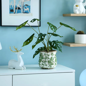 Newtay packaged ceramic planter set ready for easy gifting or new decor.