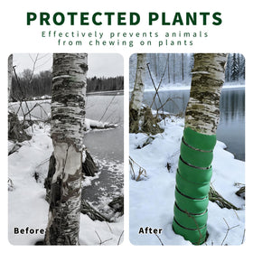 Nice Buddy spiral guards on a thick sapling provide continued trunk protection