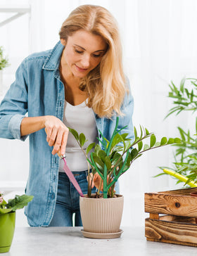 NiHome indoor outdoor stakes suit pothos, clematis, ivies for vertical growth