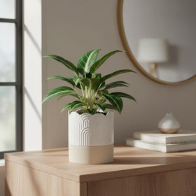 Nihow African violet-compatible ceramic planter for compact spaces.