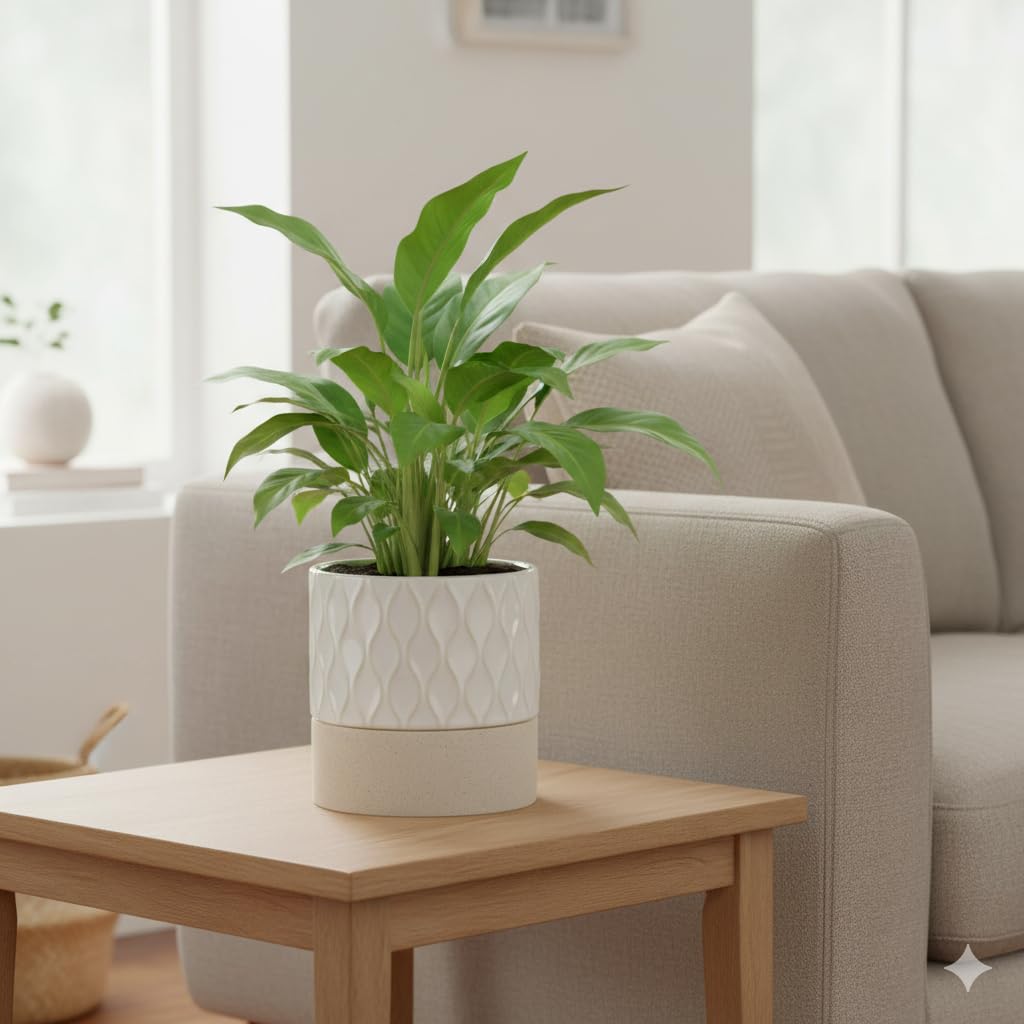 Nihow ceramic planter with cream-white and brown stripes to match modern decor.