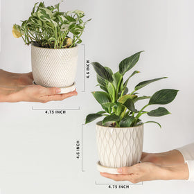 Nihow embossed flower pot offers subtle texture and elegant indoor display.