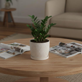 Nihow planters for office desk add tidy style.