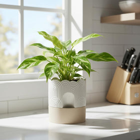 Nihow ceramic texture finish adds modern natural look to planter