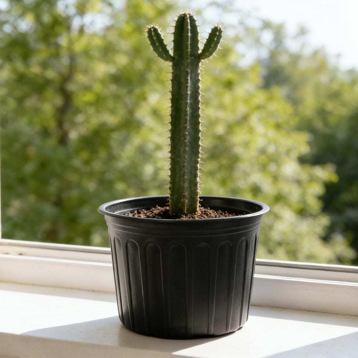 Niiiice suitable for indoor and outdoor plants, including vegetables and succulents.