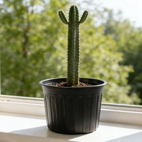 Niiiice suitable for indoor and outdoor plants, including vegetables and succulents.