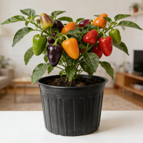 Niiiice included watering bottle, transplant tools, and plant labels in one kit.