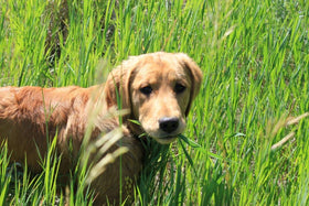 NIKA SEEDS dog grass fresh sprouts ready to entice dogs.