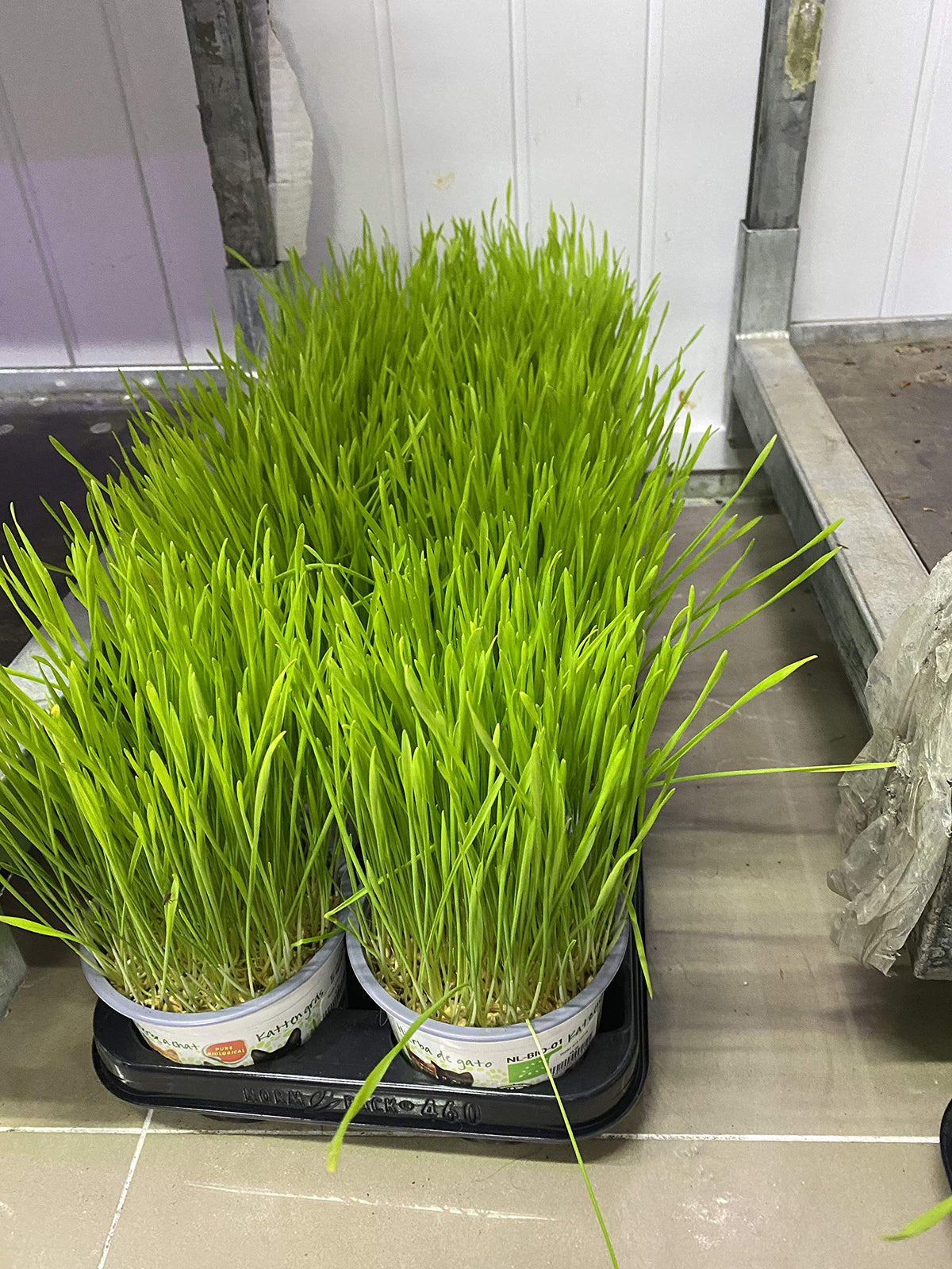 NIKA SEEDS dog grass growing in light soil for pet consumption.