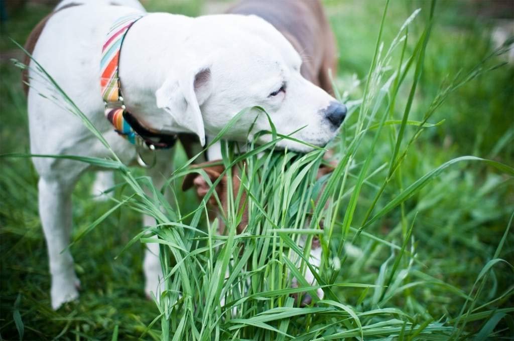 NIKA SEEDS dog grass with vibrant greens for a healthy chew.