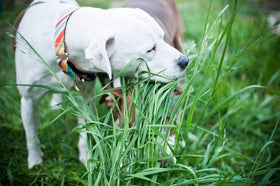NIKA SEEDS dog grass with vibrant greens for a healthy chew.