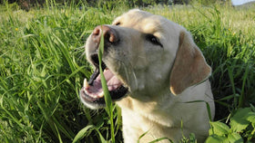 NIKA SEEDS dog grass packaging highlighting germination quality.