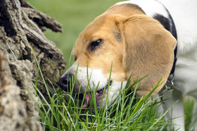 NIKA SEEDS dog grass being cut for mixing into meals.