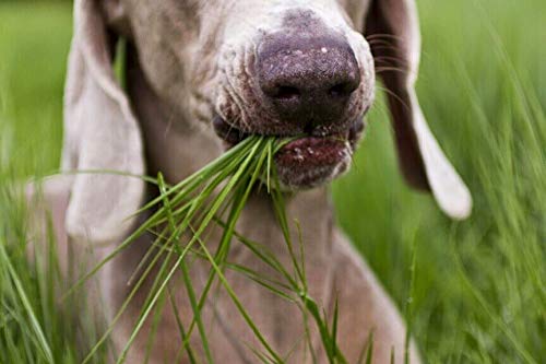 NIKA SEEDS dog grass tray with light substrate for easy growing.