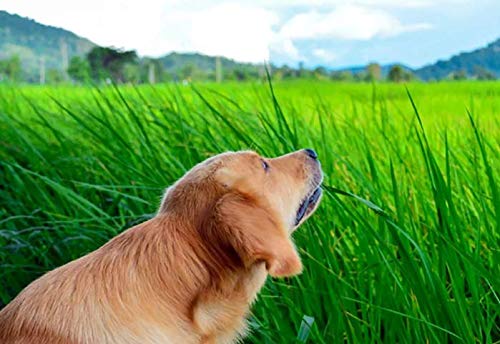 NIKA SEEDS dog grass seeds promoting year round home cultivation.