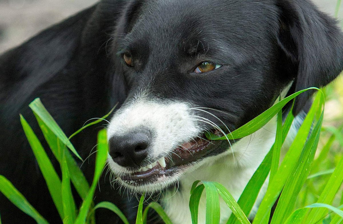 NIKA SEEDS dog grass shoots at 4–10 cm height ready to snack.