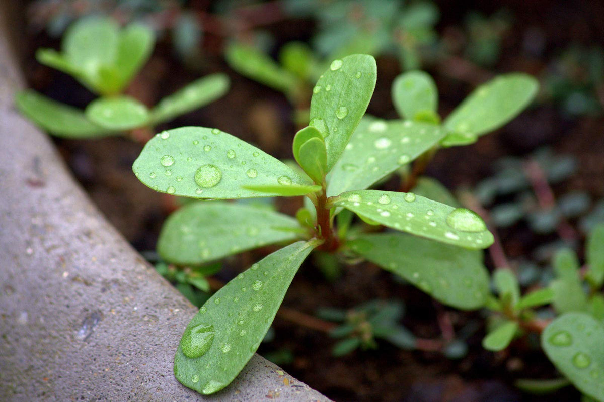 NIKA SEEDS purslane is an annual herb with easy seasonal harvests.
