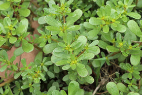 NIKA SEEDS purslane in dry soil highlights sun-loving, low-water resilience.
