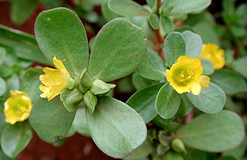 NIKA SEEDS purslane green leaves cluster indicates dense foliage for beds.