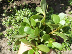NIKA SEEDS purslane harvested leaves ideal for fresh garden meals.