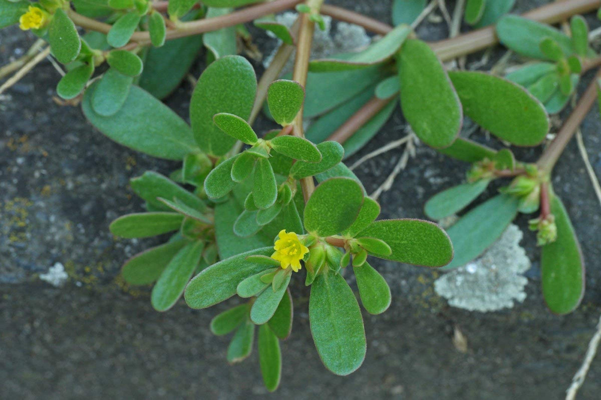 NIKA SEEDS purslane reddish-brown stems show sturdy growth habit.