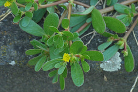 NIKA SEEDS purslane reddish-brown stems show sturdy growth habit.