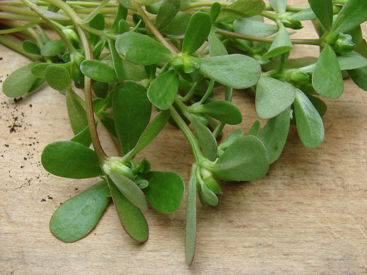 NIKA SEEDS purslane seed pack front communicates trusted packaging.