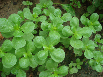 NIKA SEEDS purslane seedling on soil for easy germination and rapid coverage.