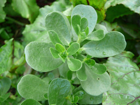 NIKA SEEDS purslane germination under full sun supports quick establishment.