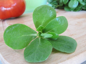 NIKA SEEDS purslane yellow flowers closeup with vibrant warm-season blossoms.