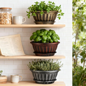 NIKONIKO multi-color plant pot display for cohesive indoor styling