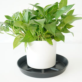 NIMYAU drainage-improved saucer helps prevent overwatering in potted plants