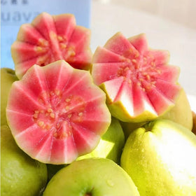 NiRwa guava tree reaches 15 to 20 feet with pruning
