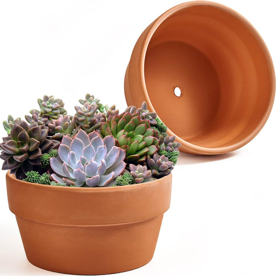 NiSevenLiving 8-inch shallow terracotta pot with succulents for quick drying and healthy roots