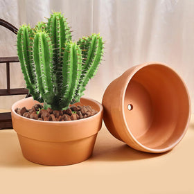 NiSevenLiving cactus and succulent pot in terracotta enhances visual appeal