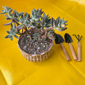 NiuXTool mini rake for soil leveling and seedling care.